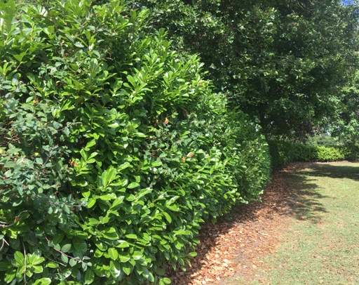 Laurel hedge looking shaggy
